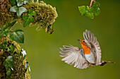 European Robin (Erithacus rubecula), Spain