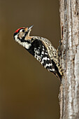 Lesser spotted woodpecker (Dryobates minor), Spain