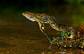 Perez's Frog (Pelophylax perezi) jumping into water, Spain