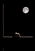 Waldmaus (Apodemus sylvaticus) am Fenster mit Mond im Hintergrund, Spanien