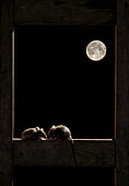 Waldmaus (Apodemus sylvaticus) an einem Fenster mit dem Mond im Hintergrund, Spanien