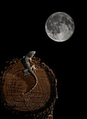 Maurischer Mauergecko (Tarentola mauritanica) mit dem Mond im Hintergrund, Spanien