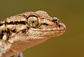 Moorish Wall Gecko (Tarentola mauritanica) with ant on mouth, Spain
