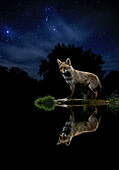 Rotfuchs (Vulpes vulpes) bei Nacht, gespiegelt auf dem Wasser in einer sternenklaren Nacht