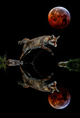 Nachtporträt des springenden Rotfuchses (Vulpes vulpes) bei Nacht, mit reflektierter Silhouette und einem großen roten Mond am Himmel