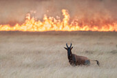 A topi (Damaliscus lunatus) crossing a bushfire in the Masaimara, Kenya