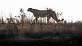 Gepardenjagd in einem von einem Waldbrand verwüsteten Gebiet im Masaimara-Nationalreservat, Kenia