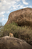 Löwenjunges auf einer Kopje in der Serengeti, Tansania
