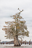 Kahle Zypresse im Atchafalaya-Becken, Louisiana