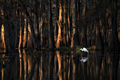 Silberreiher im Lake Martin bei Sonnenaufgang, Atchafalaya Basin, Louisiana