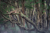 African Lioness in Lake Nakuru National Park, Kenya