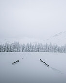 A suggestive view of an alpine landscape after a recent snowfall in Madesimo, Lombardia, Italy