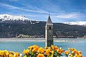 Curon/Graun, province of Bolzano, Venosta Valley, South Tyrol, Italy. The bell tower in Reschen lake