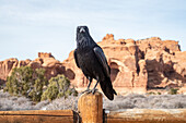 USA, Utah, Arches Nationa Park: Krähe steht auf einem Zaun