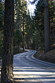The road through Sequoia National Park, California, USA