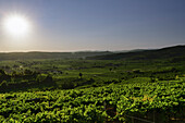vineyards on Monte rotondo with frontal sun Soave, Verona, Veneto, Italy, Europe, south Europe