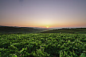 Typische Weinberge von Soave Wein, Panoramafoto während des Sonnenuntergangs im Bereich von Capitello S. Croce Soave, Verona, Veneto, Italien, Europa, Südeuropa