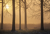 Piemontesische Landschaft im Herbst an einem nebligen Morgen,