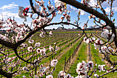 Frühling in Franciacorta, Provinz Brescia, Region Lombardei in Italien, Europa.
