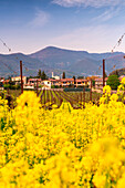 Frühlingszeit in Franciacorta, Provinz Brescia, Bezirk Lombardei in Italien, Europa.