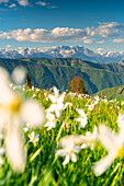 Narzissenblüte in den Orobie-Alpen, Provinz Bergamo, Lombardei, Italien.