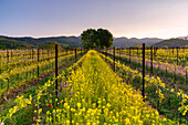 Frühling in der Franciacorta, Provinz Brescia in der Lombardei, Italien, Europa.