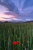 Frühling in Franciacorta, Provinz Brescia in der Lombardei, Italien, Europa.