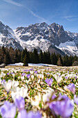 Frühling in den Orobie-Alpen, Provinz Bergamo in der Lombardei, Italien.