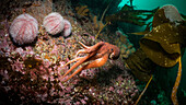 Ein Gekräuselter Oktopus (Eledone cirrhosa) schwimmt durch den Seetang, umgeben von Seeigeln (Echinus esculentus), im nordöstlichen Atlantik vor Schottland.