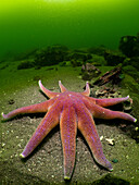 A purple sunstar Solaster Endeca on the sand of the Loch Leven seabed surrounded by cold green temperate water.