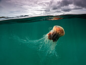 A large Lion's Mane Jellyfish (Cyanea Capillata) with flowing tentacles under imposing clouds of the Isle of Coll, Scotland