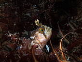 Kopf eines Yarrell-Schleimfischs (Chirolophis ascanii), der aus dem Seetang herausragt. Lochcarron, Schottland.