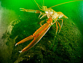 Eine große Languste - Nephrops norvegicus - auch bekannt als Dubliner Garnele, norwegischer Hummer oder Scampi, auf dem schlammigen Meeresgrund von Loch Leven in Schottland. Die Aufnahme wurde mit einer langen Belichtungszeit gemacht, um das grüne, phytoplanktonreiche Wasser hervorzuheben.