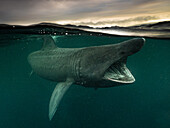 Split shot of a Basking Shark (Cetorinus Maximus) in Gunna Sound, Isle of Colll, Scotland. It's mouth is gaping as it feeds. Clouds are lit with the setting sun in the background.