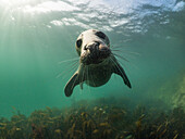 A curious juvenile Grey Seal (Halichoerus grypus) in turbid emerald waters with sunlight, ripples and kelp in the background. Farne Islands, England.
