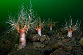 Four Sea Cucumbers (psolus phantapus) with feeding tentacles extended into the water column. The substrate is a rocky gravel and the water is rich in green phytoplankton. Loch Etive, Scotland.