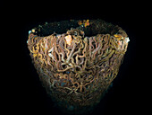 Brittlestars (Orthiothrix Fragilis) -reclaim part of the shipwreck AKKA in the Clyde Estuary. Scotland.