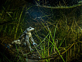 A common toad - Bufo Bufo - shot underwater in a grassy ditch at night. The toad is lit by a spotlight.