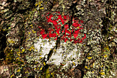 CAI signage on fir court. Dolomites, Italy, Europe.