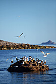 Elegant Terns (Sterna elegans) and Heermann's Gull (Larus heermanni) at La Rasa Island, Sea of Cortez, Mexico