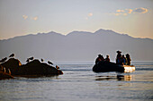 Erkundung der Sea of Cortez mit einem Zodiac, Baja California, Mexiko