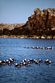 Heermann's Gulls (Larus heermanni) in Sea of Cortez, Mexico