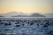 Thousands of Heermann's gulls (Larus heermanni) rest on Sea of Cortez waters, Baja California Sur, Mexico