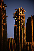 Mexican giant cardon cactus (Pachycereus pringlei) on Isla San Esteban, Baja California, Mexico.