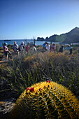 Endemischer Riesentonnenkaktus (Ferocactus diguetii), Isla Santa Catalina, Golf von Kalifornien (Sea of Cortez), Baja California Sur, Mexiko, Nordamerika