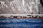 Kalifornische Seelöwen (Zalophus californianus) in Baja California Sur, Mexiko.