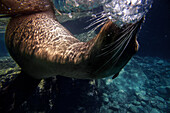 California sea lion (Zalophus californianus) swim in waters off Los Islotes, Sea of Cortez, Baja California Sur, Mexico