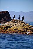 Brandts Cormorants (Phalacrocorax penicillatus) standing on coastal rocks, Baja California Sur, Mexico