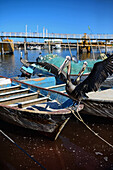 Pelicans on fishing boats, Santa Rosalia, Baja California Sur, Mexico