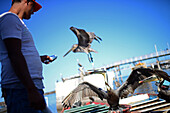 Man feeds pelicans in Santa Rosalia, Baja California Sur, Mexico
